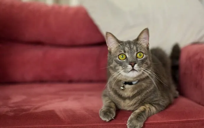A gray tabby cat with yellow eyes sitting on a red couch