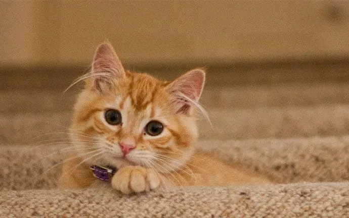 An orange kitten with a purple collar resting on a carpet, looking at the camera