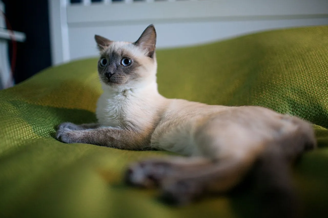 A Siamese cat lying on a green blanket
