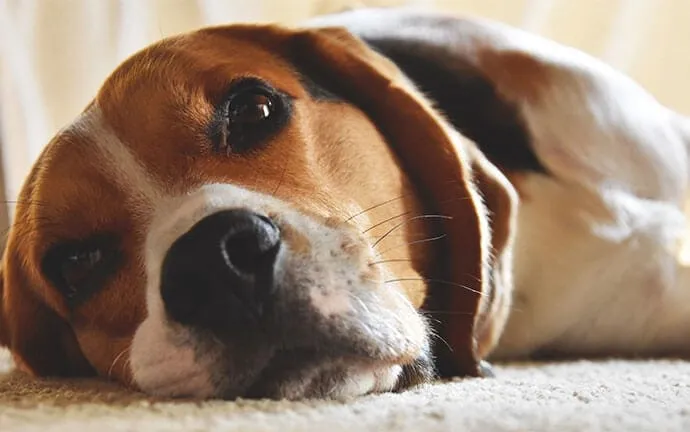 A beagle resting its head on a soft rug