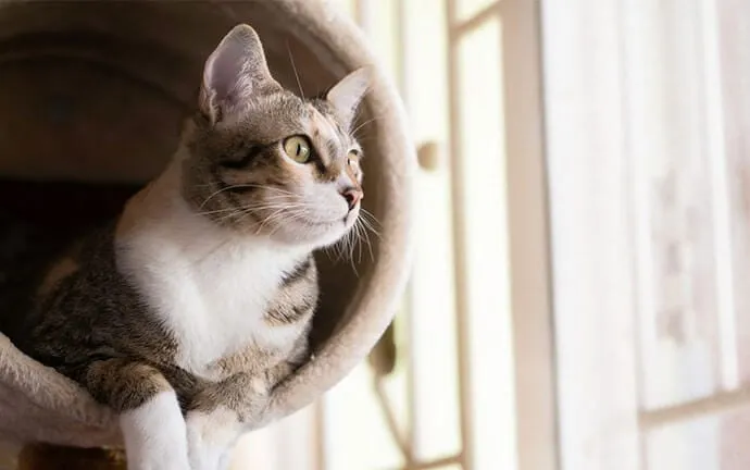 A tabby and white cat resting in a cozy cat bed by a window