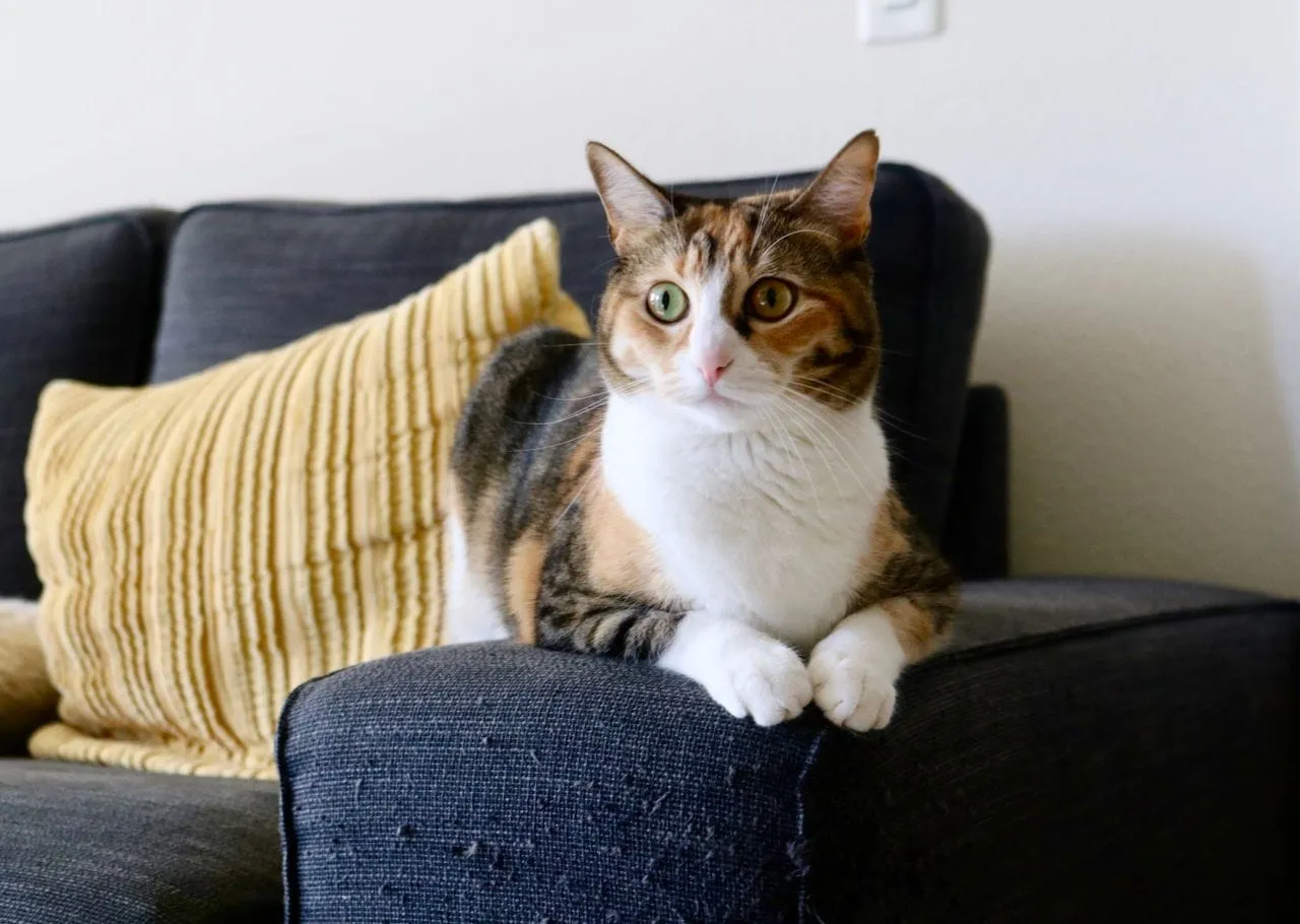 A calico cat sitting on a sofa