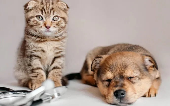 A tabby kitten sitting beside a sleeping tan puppy and a stethoscope