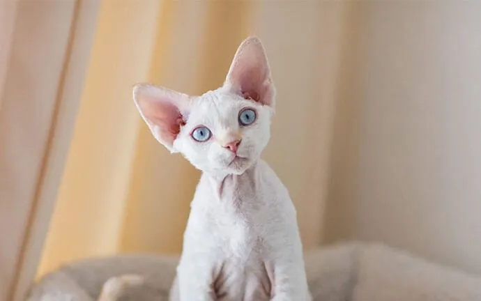 A white kitten with large ears and blue eyes sitting by a window