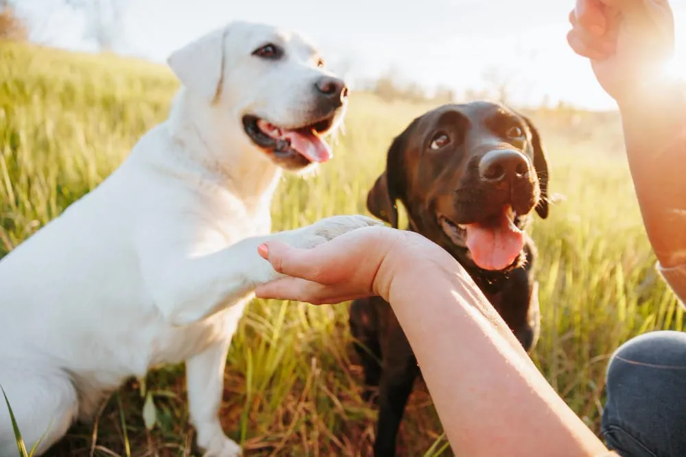 Two Labrador puppies, one white and one chocolate, each resting a paw in a person's hand on a sunny lawn
