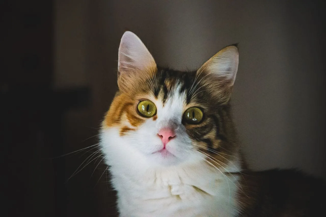 A close-up of a tabby and white cat's face