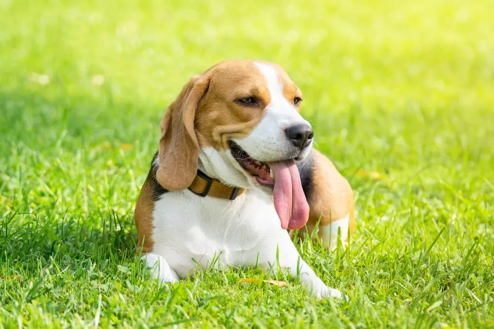 A beagle lying in bright green grass with its tongue out