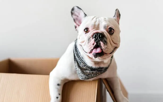 A white and fawn French bulldog wearing a bandana and smiling from a cardboard box