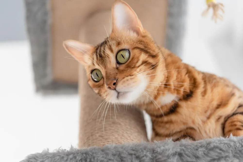 A Bengal cat peeking around a scratching post