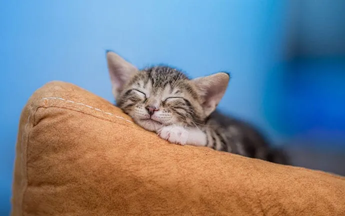 A tabby kitten sleeping peacefully on a soft tan cushion