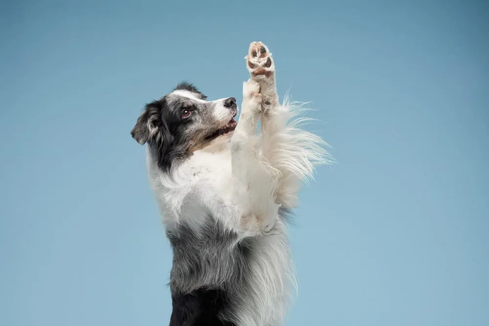 A blue merle and white border collie raising one paw against a blue sky