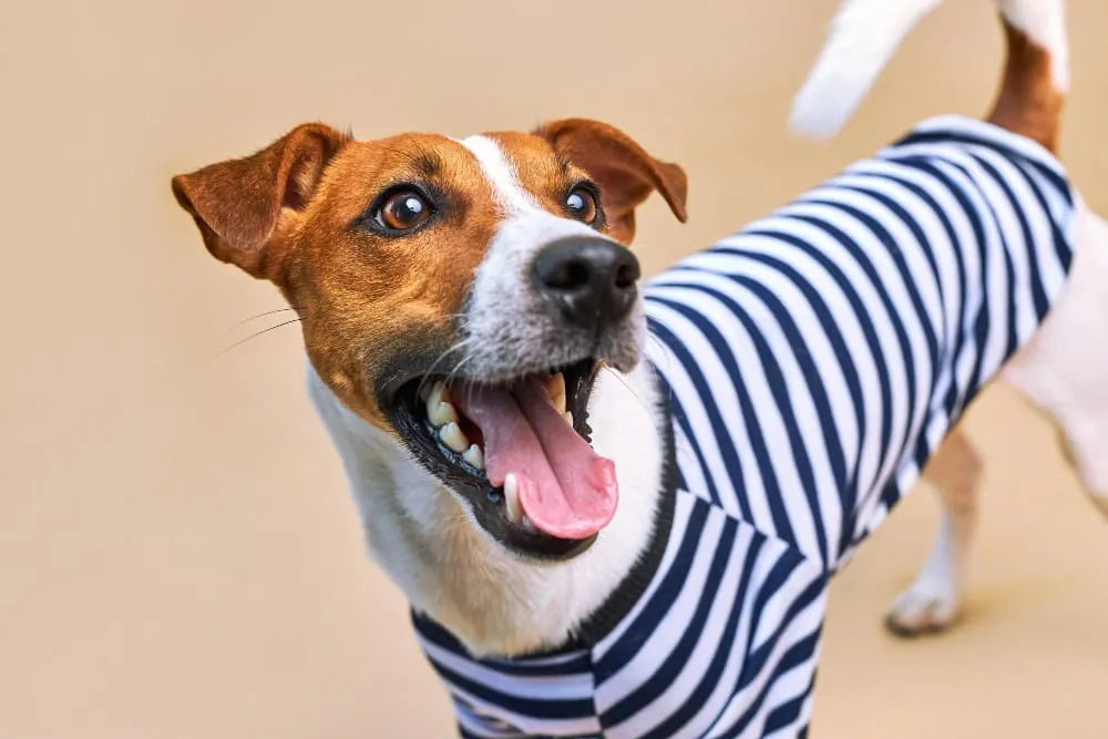An excited Jack Russell terrier in a striped shirt with its mouth open in a big grin