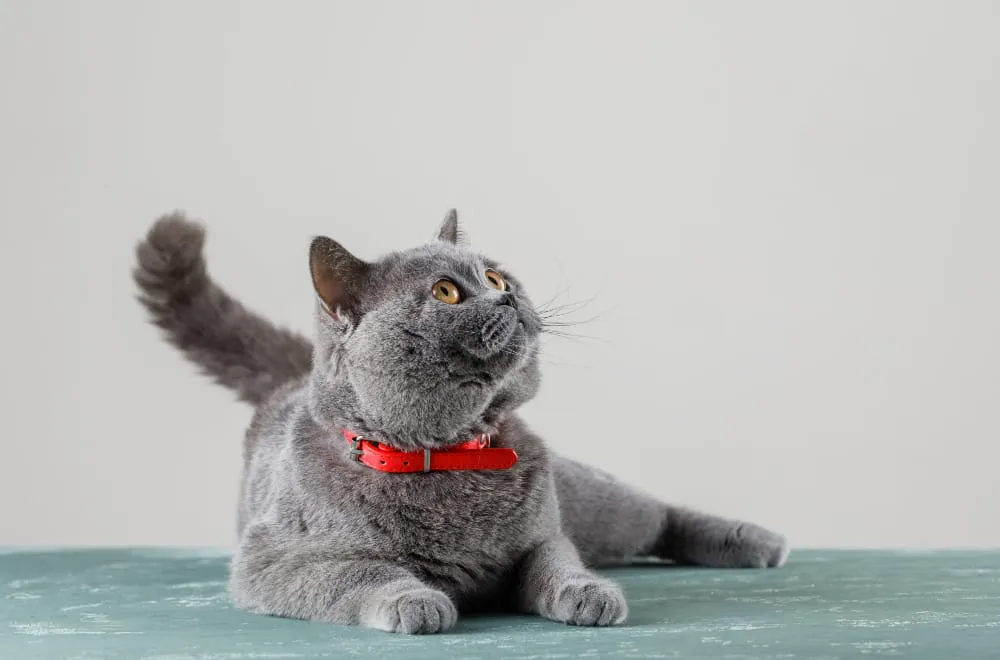 A gray cat with a red collar lying down and looking up