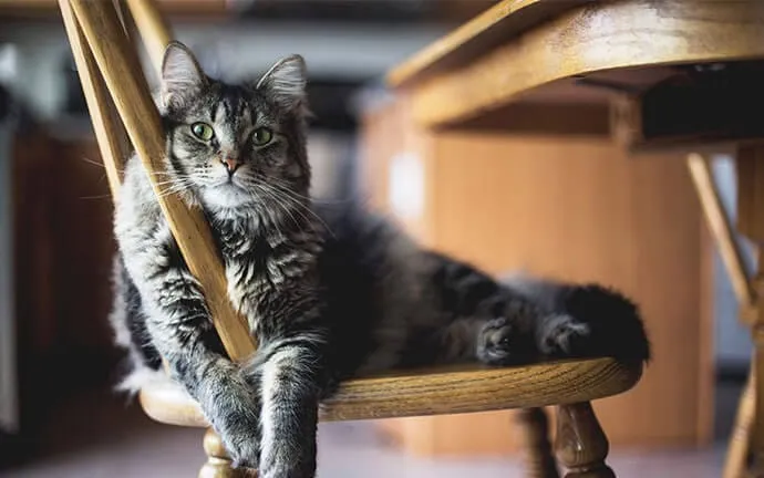 A gray tabby cat with green eyes resting on a wooden kitchen chair