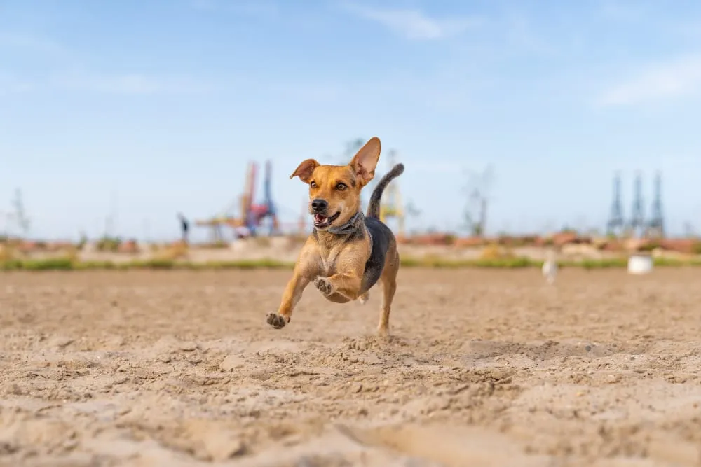 A small tan and black mixed-breed dog running happily across a sandy beach