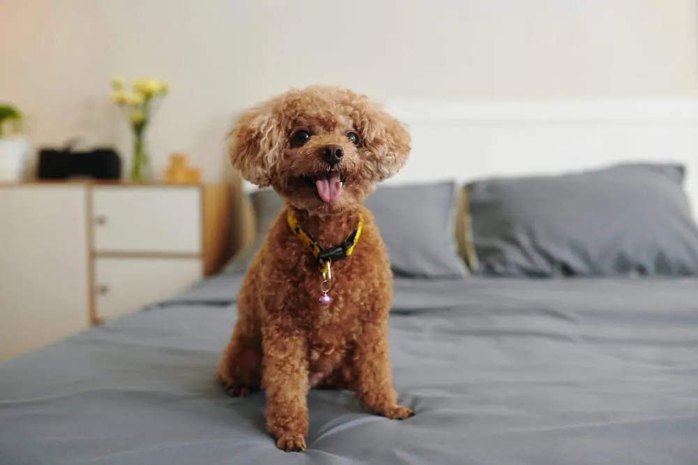 A small apricot poodle sitting on a neatly made bed